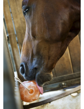Pierre à sel de l'himalaya HippoTonic 1.5kg