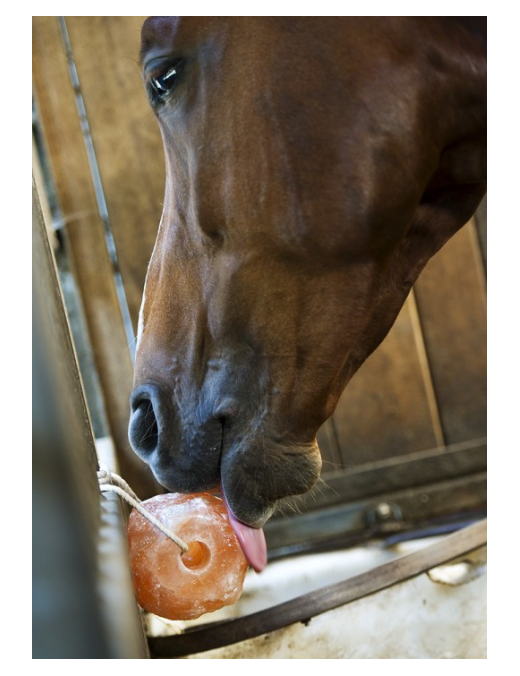 Pierre à sel de l'himalaya HippoTonic 1.5kg