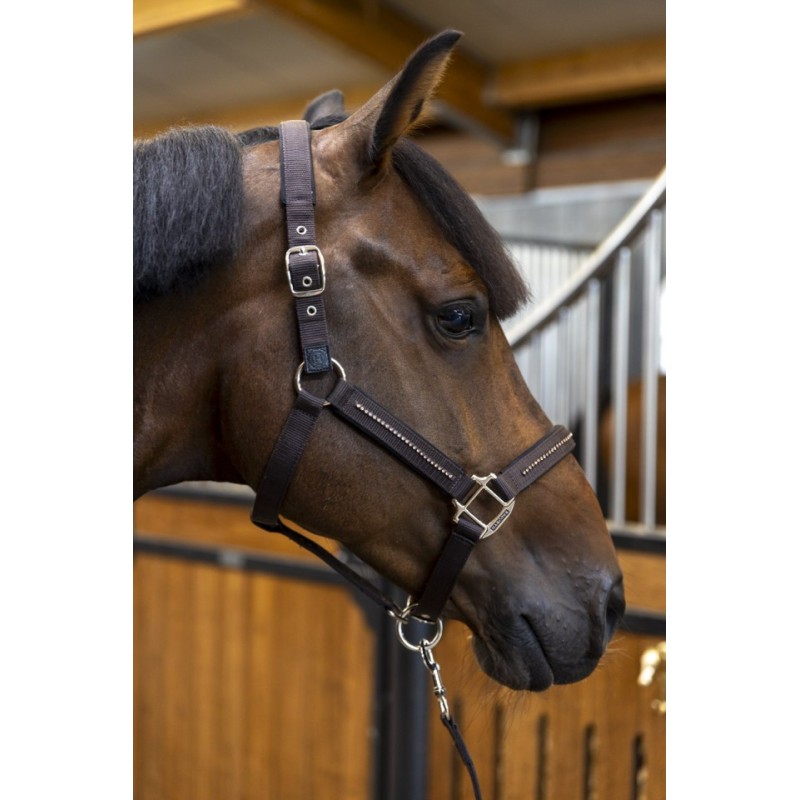 Licol et longe cheval Harcour Amour cacao Licol et longe cheval Harcour Amour cacao