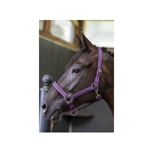 Licol et longe cheval Harcour Amour figue