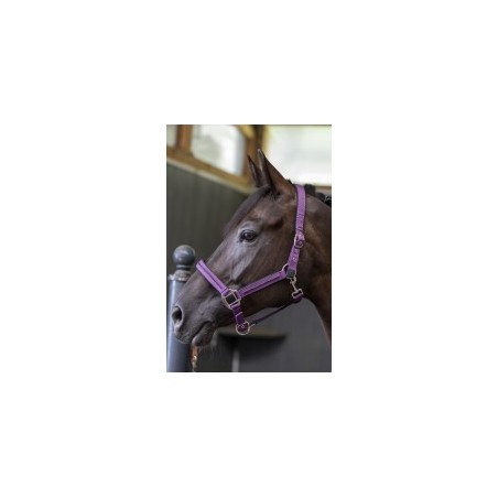 Licol et longe cheval Harcour Amour figue