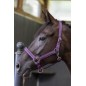 Licol et longe cheval Harcour Amour figue