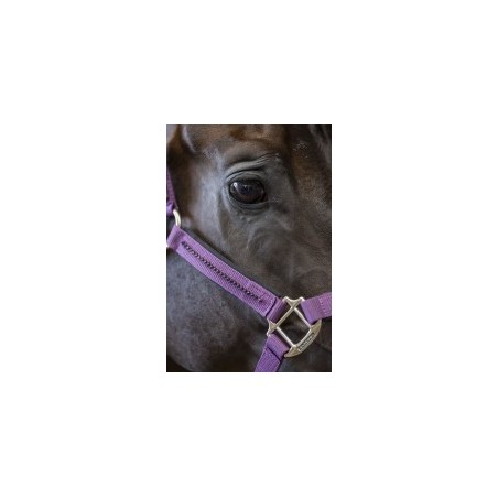 Licol et longe poney Harcour Amour figue
