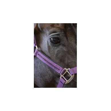 Licol et longe poney Harcour Amour figue