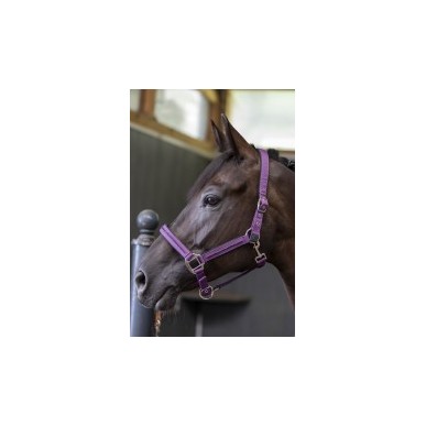 Licol et longe poney Harcour Amour figue