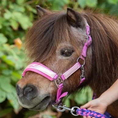 Licol et Longe Harry's horse Diva violet rose