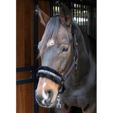 Licol Harry's horse lyrics quotes noir