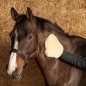 Gant Harry's horse Merino crème