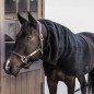 Echarpe Heavy Fleece Noir - Kentucky