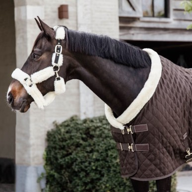 Couverture de box Show Rug 160g Marron- Kentucky