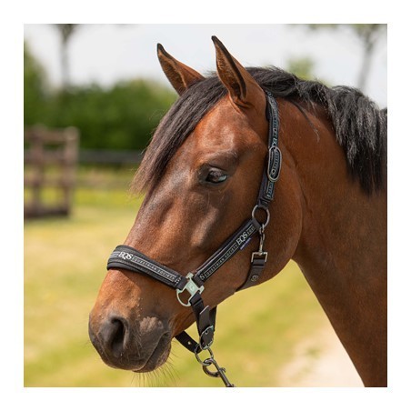 Licol et longe Equestrian Society Harry's horse blanck sand