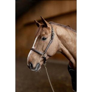 Licol en cuir "Little Groom" HFI marron