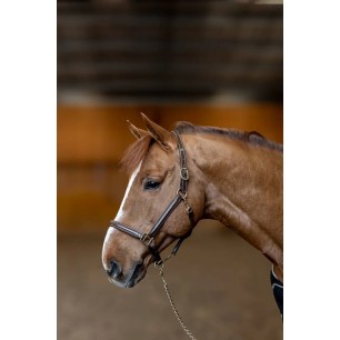 Licol en cuir "Little Groom" HFI marron