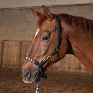 Licol en cuir Flash Noir - Harry's Horse