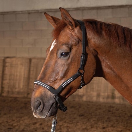 Licol en cuir Flash Noir - Harry's Horse