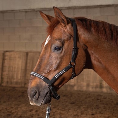 Licol en cuir Flash Noir - Harry's Horse