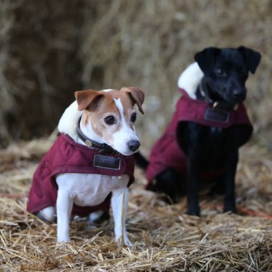 Manteau pour Chien Bordeaux Kentucky Dogwear 160g
