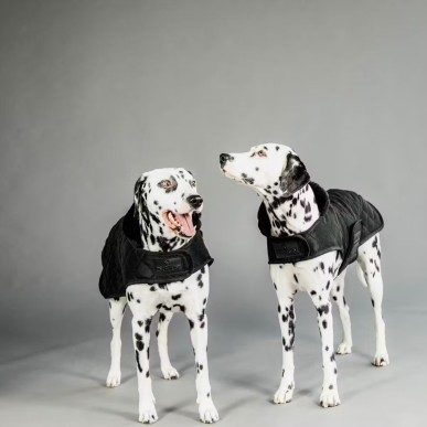 Manteau pour Chien Noir Kentucky Dogwear 160g