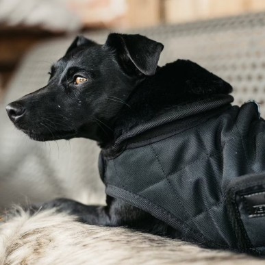 Manteau pour Chien Noir Kentucky Dogwear 160g