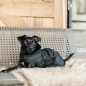 Manteau pour Chien Noir Kentucky Dogwear 160g Manteau pour Chien Noir Kentucky Dogwear 160g