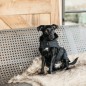Manteau pour Chien Noir Kentucky Dogwear 160g Manteau pour Chien Noir Kentucky Dogwear 160g