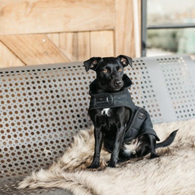 Manteau pour Chien Noir Kentucky Dogwear 160g