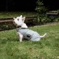 Manteau Imperméable pour Chien Kentucky Dogwear Waterproof 160g Manteau Imperméable pour Chien Kentucky Dogwear Waterproof 160g