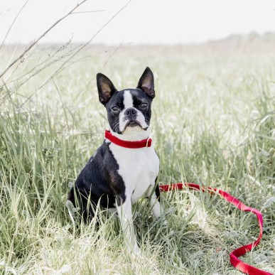 Laisse Corduroy Kentucky Dogwear Rouge