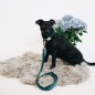 Laisse Velvet Kentucky Dogwear Emeraude Laisse Velvet Kentucky Dogwear Emeraude