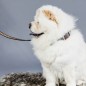 Laisse Pearls Handmade Kentucky Dogwear Or Laisse Pearls Handmade Kentucky Dogwear Or