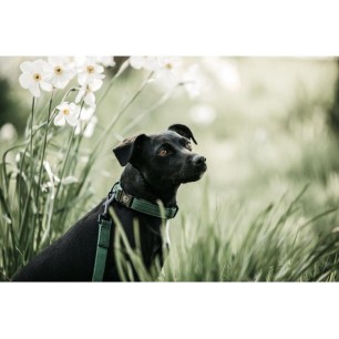 Laisse pour chien Lézard Vert Olive