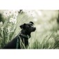 Laisse pour chien Lézard Vert Olive Laisse pour chien Lézard Vert Olive