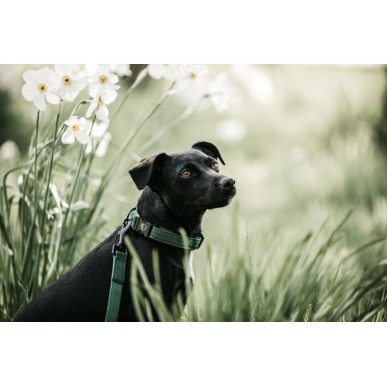Laisse pour chien Lézard Vert Olive