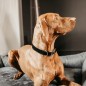 Collier pour chien Corduroy Kentucky Noir Collier pour chien Corduroy Kentucky Noir