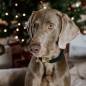 Collier pour chien Corduroy Kentucky Vert foncé Collier pour chien Corduroy Kentucky Vert foncé