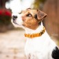 Collier pour chien Velvet Kentucky Moutarde Collier pour chien Velvet Kentucky Moutarde