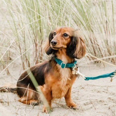 Collier pour chien Velvet Kentucky Emeraude