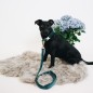 Collier pour chien Velvet Kentucky Emeraude Collier pour chien Velvet Kentucky Emeraude