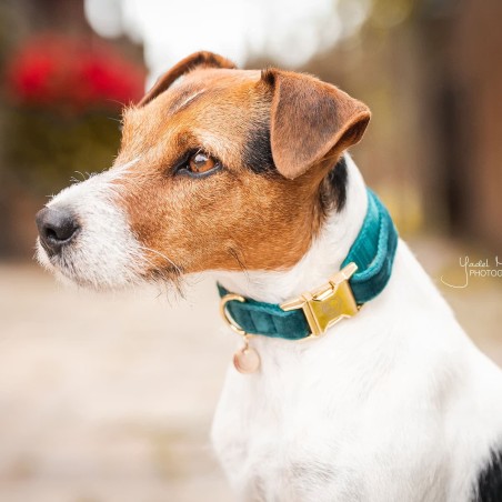 Collier pour chien Velvet Kentucky Emeraude