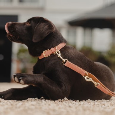 Collier Pour Chien Cuir Vegan Kentucky Pêche