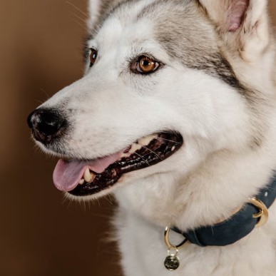 Collier Pour Chien Cuir Vegan Kentucky Marine