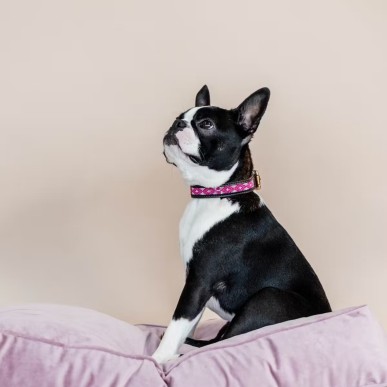 Collier Pour Chien Avec Perles Faites-main Kentucky Rose