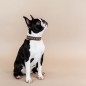 Collier Pour Chien Avec Perles Faites-main Kentucky Or