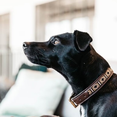 Collier Pour Chien Avec Perles Faites-main Kentucky Or
