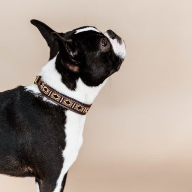 Collier Pour Chien Avec Perles Faites-main Kentucky Or