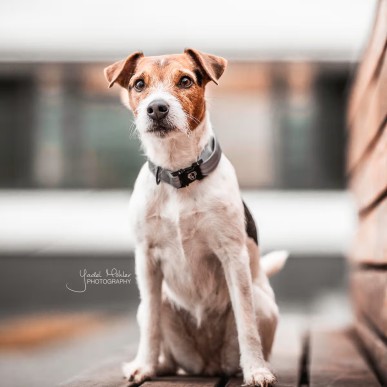 Collier Pour Chien Réfléchissant Kentucky