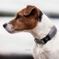 Collier Pour Chien Réfléchissant Kentucky