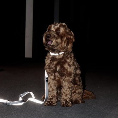 Collier Pour Chien Réfléchissant Kentucky