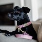 Collier Pour Chien Wool Kentucky Rose Collier Pour Chien Wool Kentucky Rose