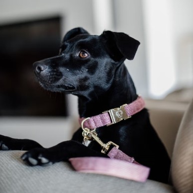 Collier Pour Chien Wool Kentucky Rose